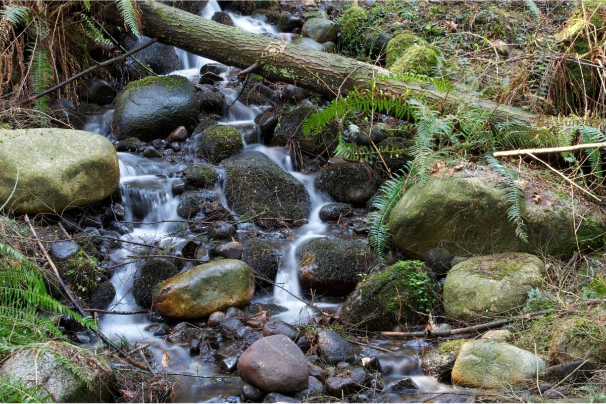 Anxiety and Nature - Tania Taylor